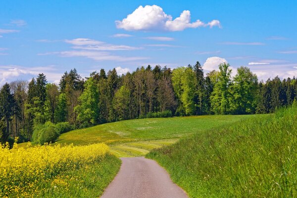 Paisaje de verano camino en el campo que va al bosque