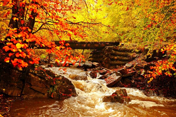 Paesaggio d autunno dorato tra il fiume