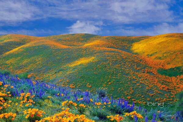 Campo pieno di fiori, carta da parati con fiori, campo di papaveri, colline con fiori