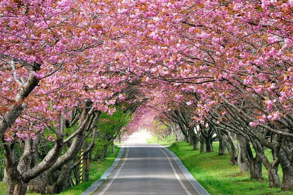 Largo en los lados de los cuales crece la flor de cerezo