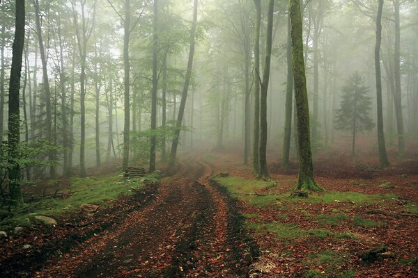 Morning misty forest landscape