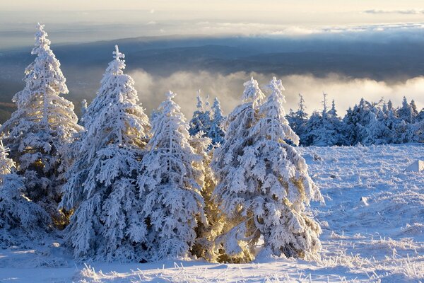 Abetos cubiertos de nieve iluminados por el sol