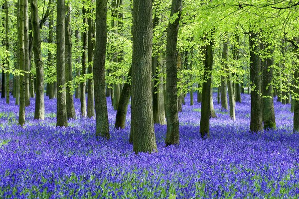 Flores azules en el bosque de verano