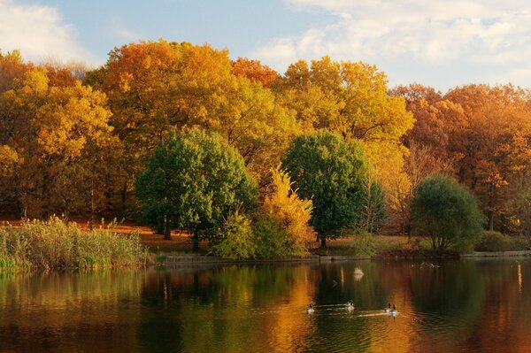 Autumn nature. Lake and orange trees