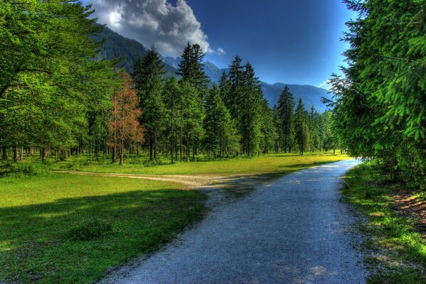 A dark road in a green forest