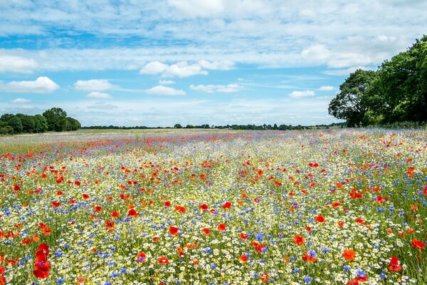 Eine unvergleichliche Wiese mit unglaublichen Blumen