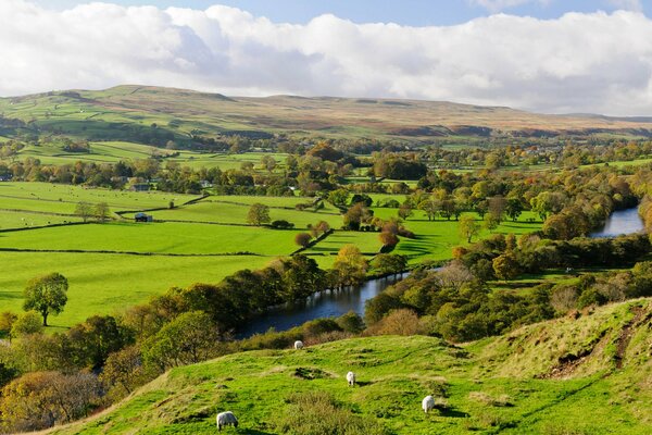 Sheep walking on the hills by the river