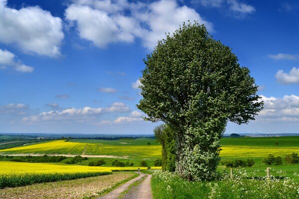 La route dans laquelle vous pouvez aller loin est la floraison jaune et l arbre