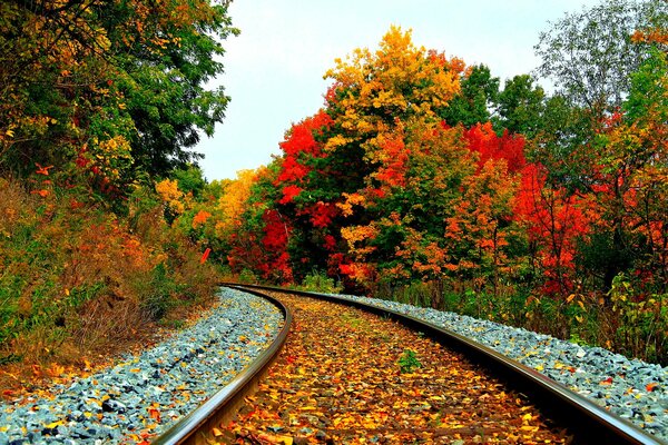 Chemin de fer à travers la belle forêt d automne