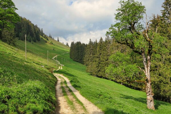 Carretera en Suiza entre el bosque de verano