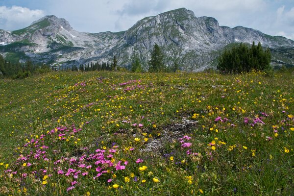 Österreichische Berge. Blumenwiesen in den Alpen