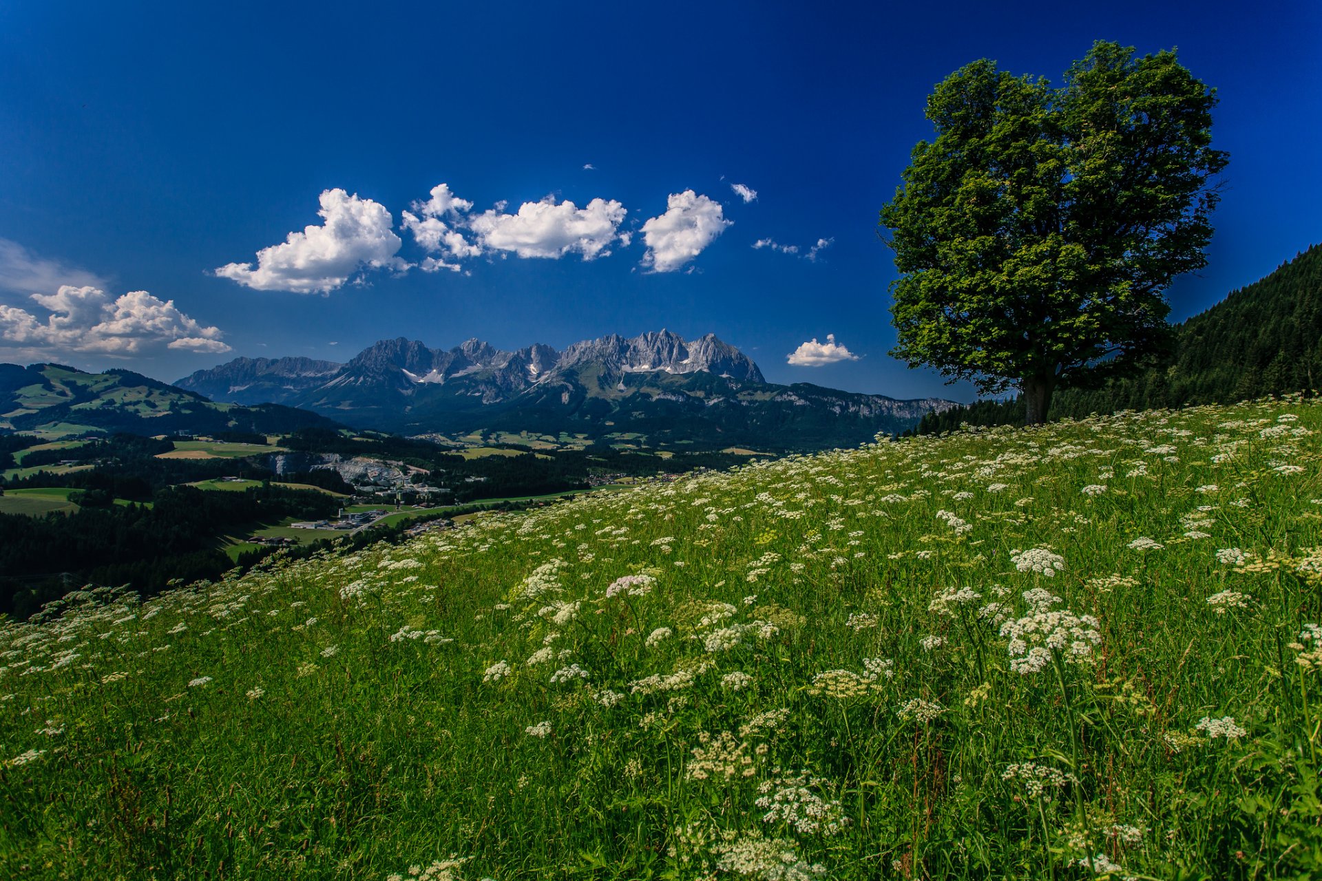 kitzbühel tirol österreich alpen kitzbühel berge baum wiese blumen