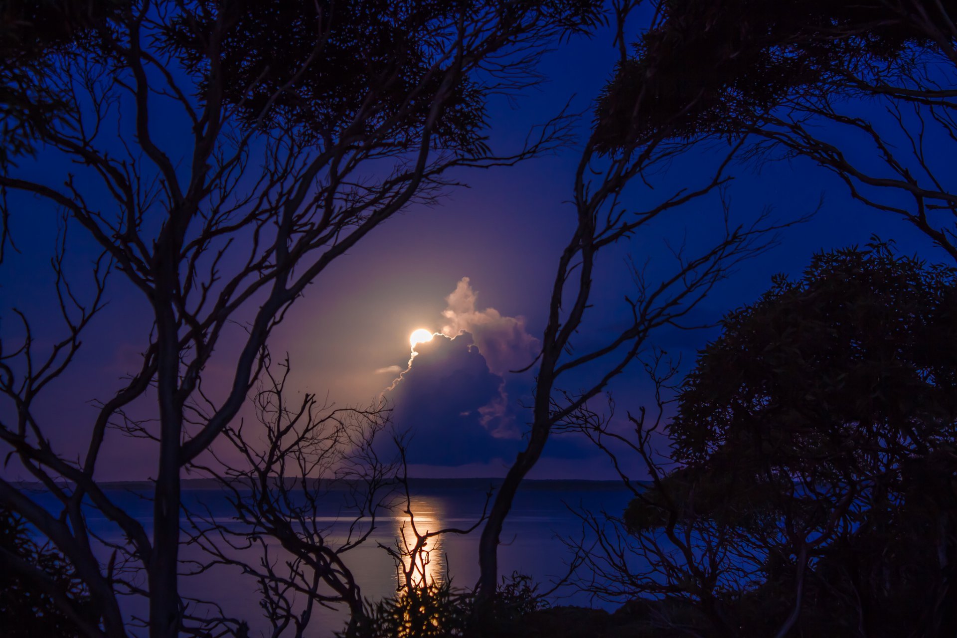 nacht bäume bucht mond vollmond