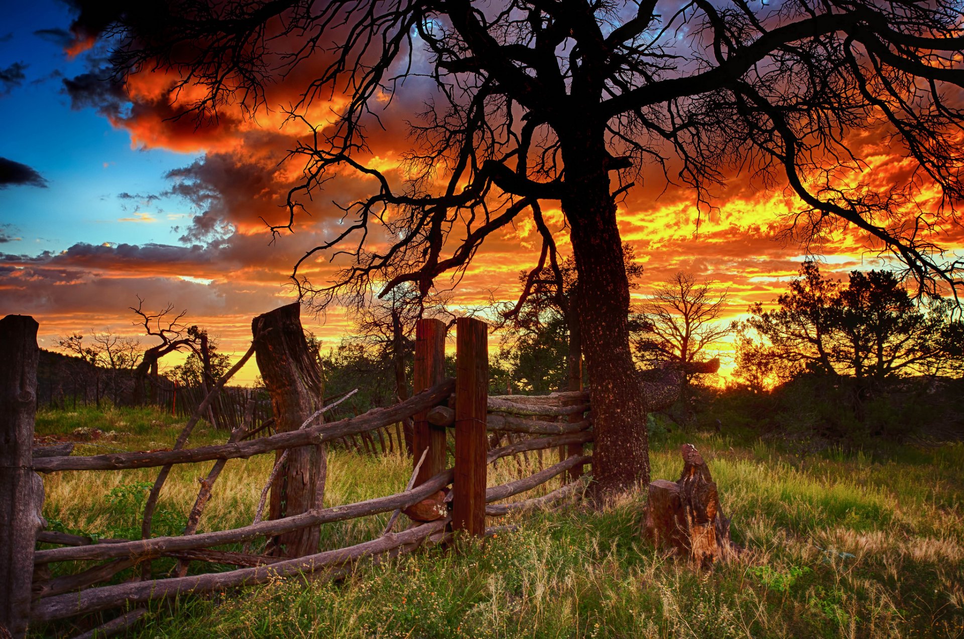 albero recinzione tramonto