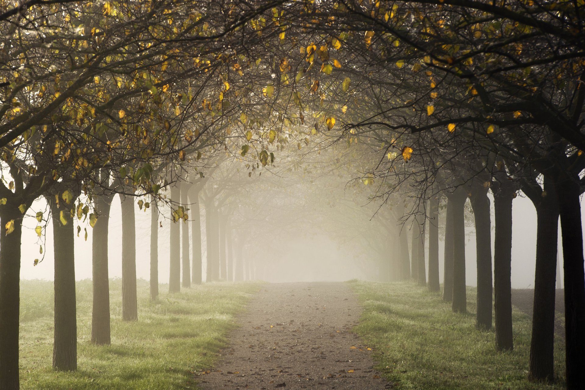 route arbres allée brouillard automne