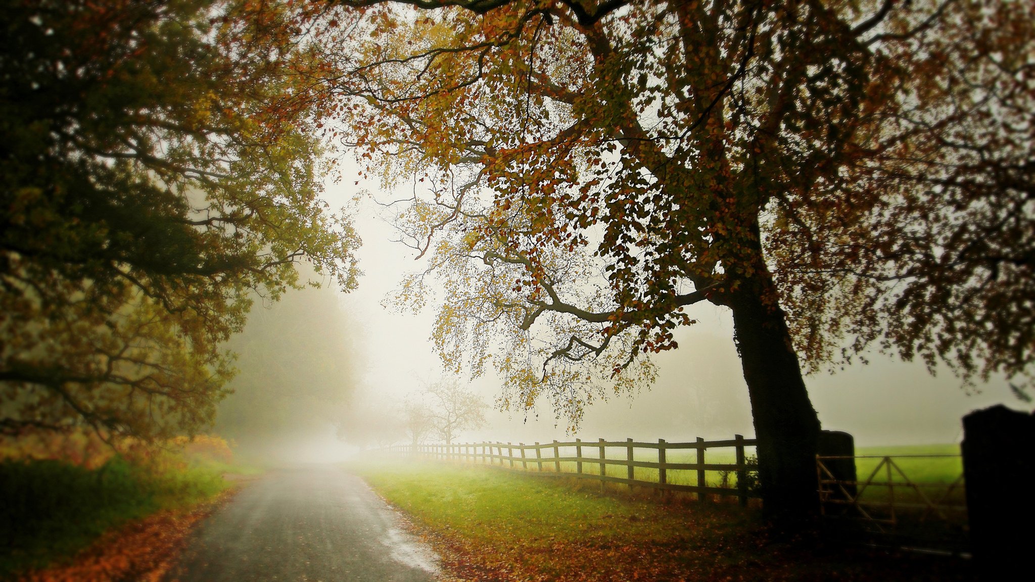 straße zaun bäume baum nebel herbst