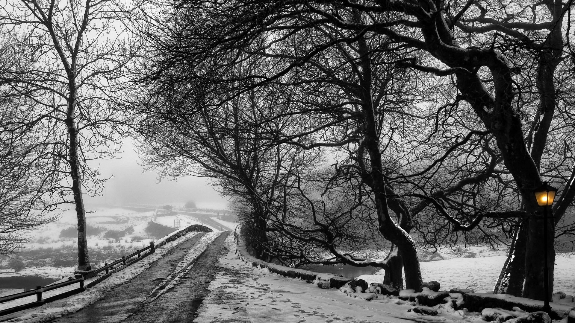 road tree winter landscape