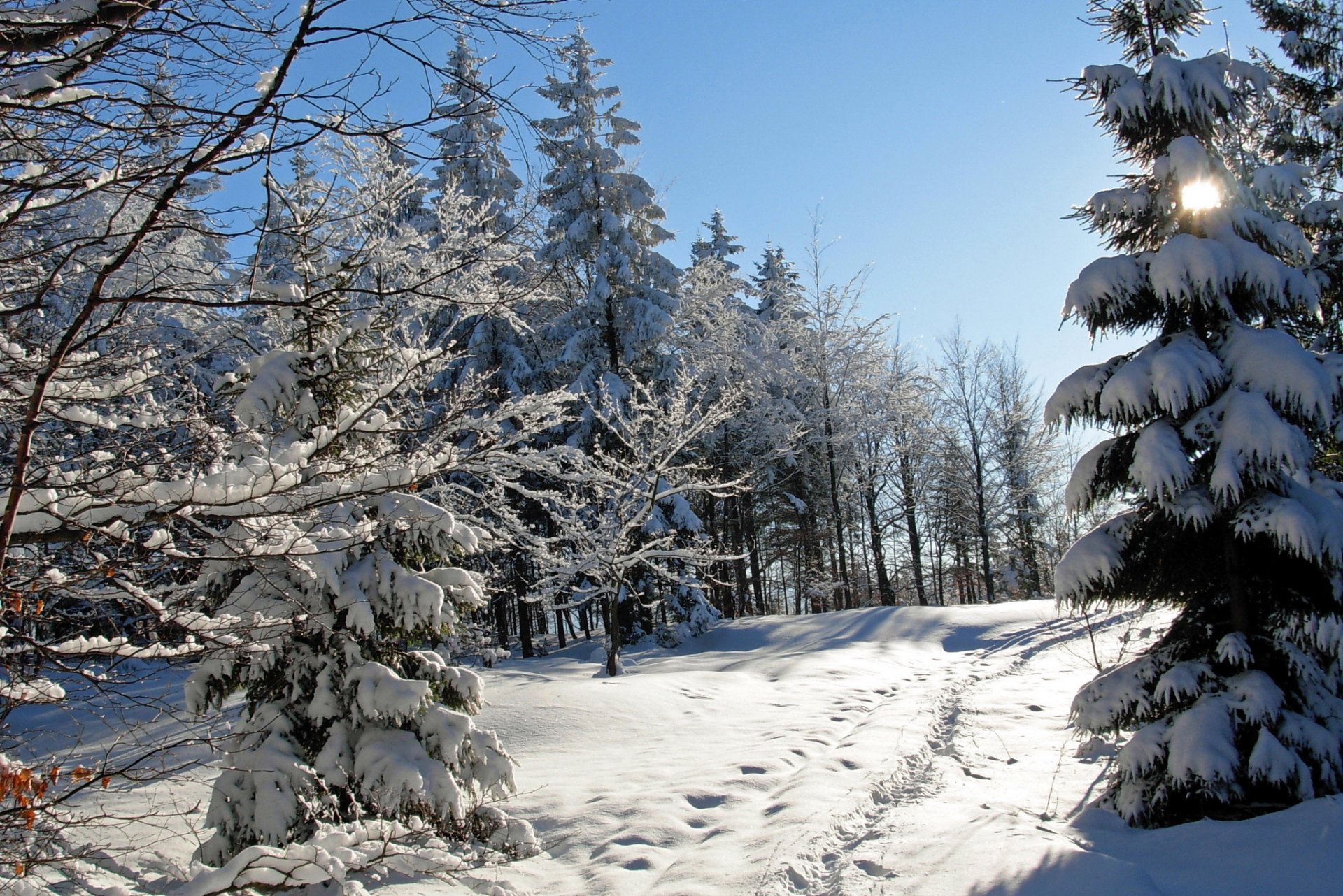 invierno nieve árboles abeto huellas naturaleza foto