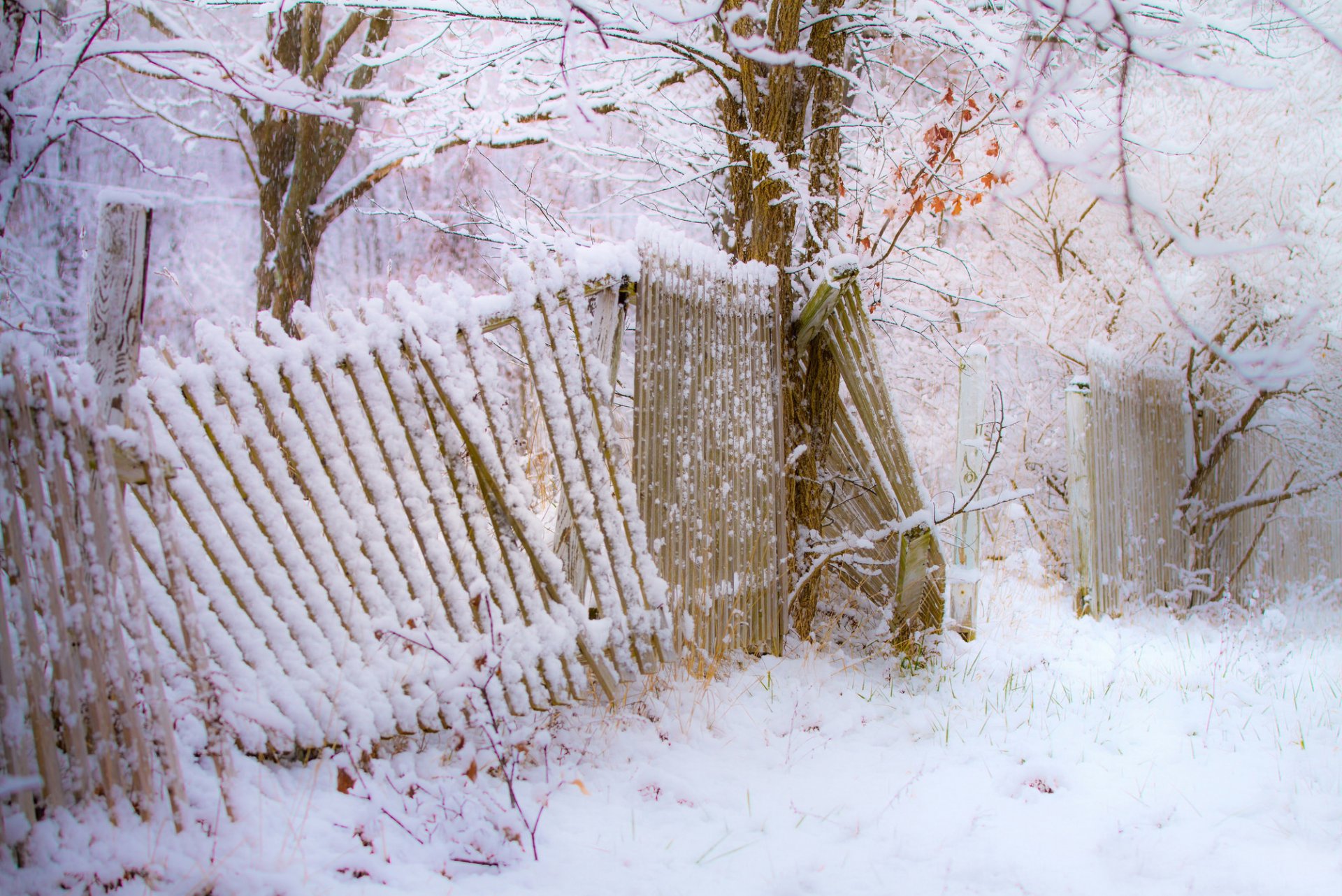 winter snow fence trees snowfall