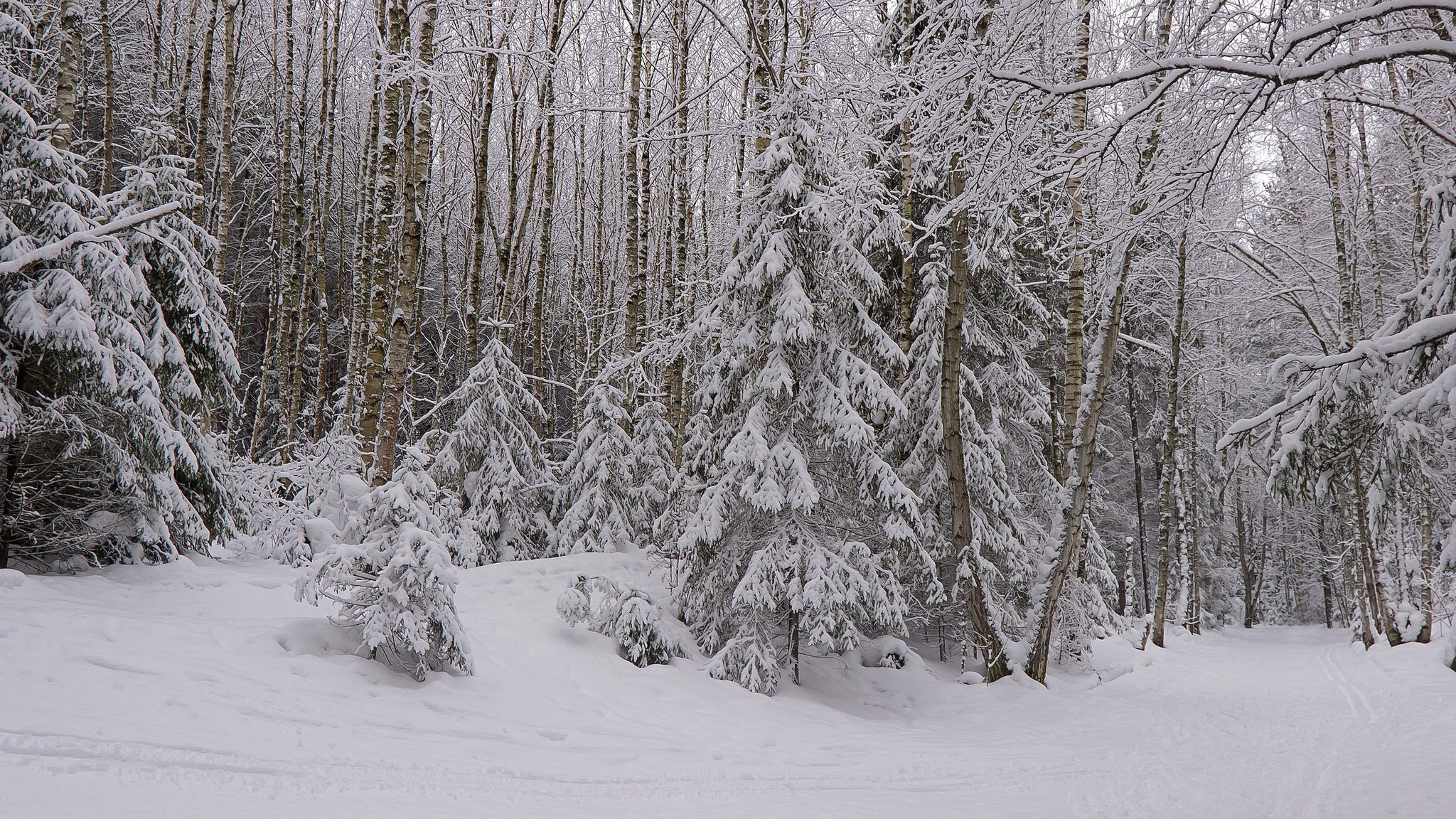 wald schnee winter