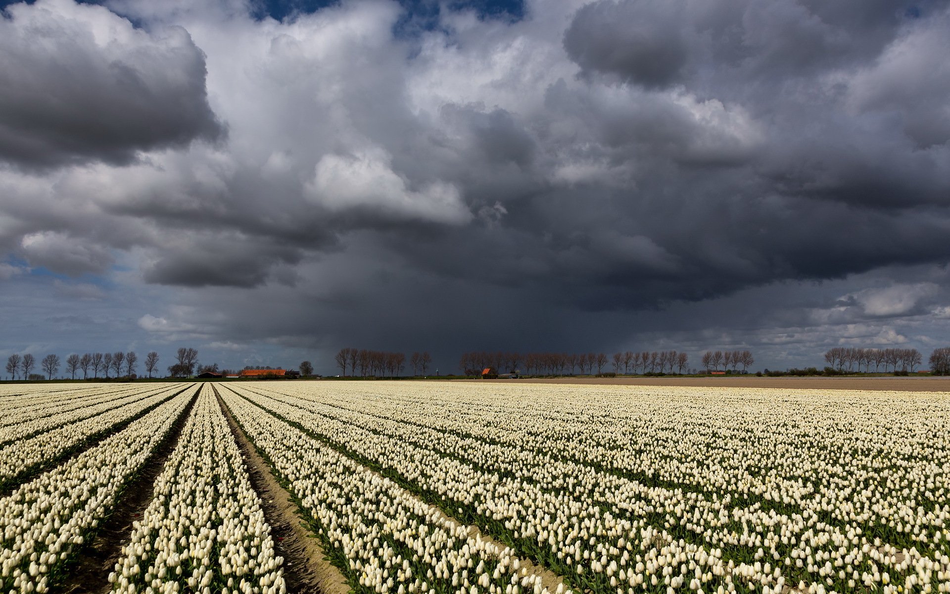 the field tulips sky clouds landscape