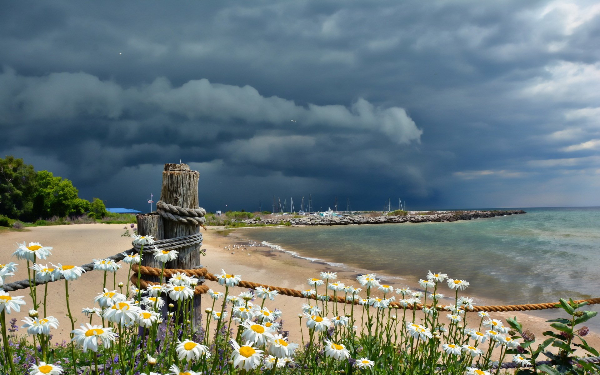 mer nuages marguerites côte paysage été