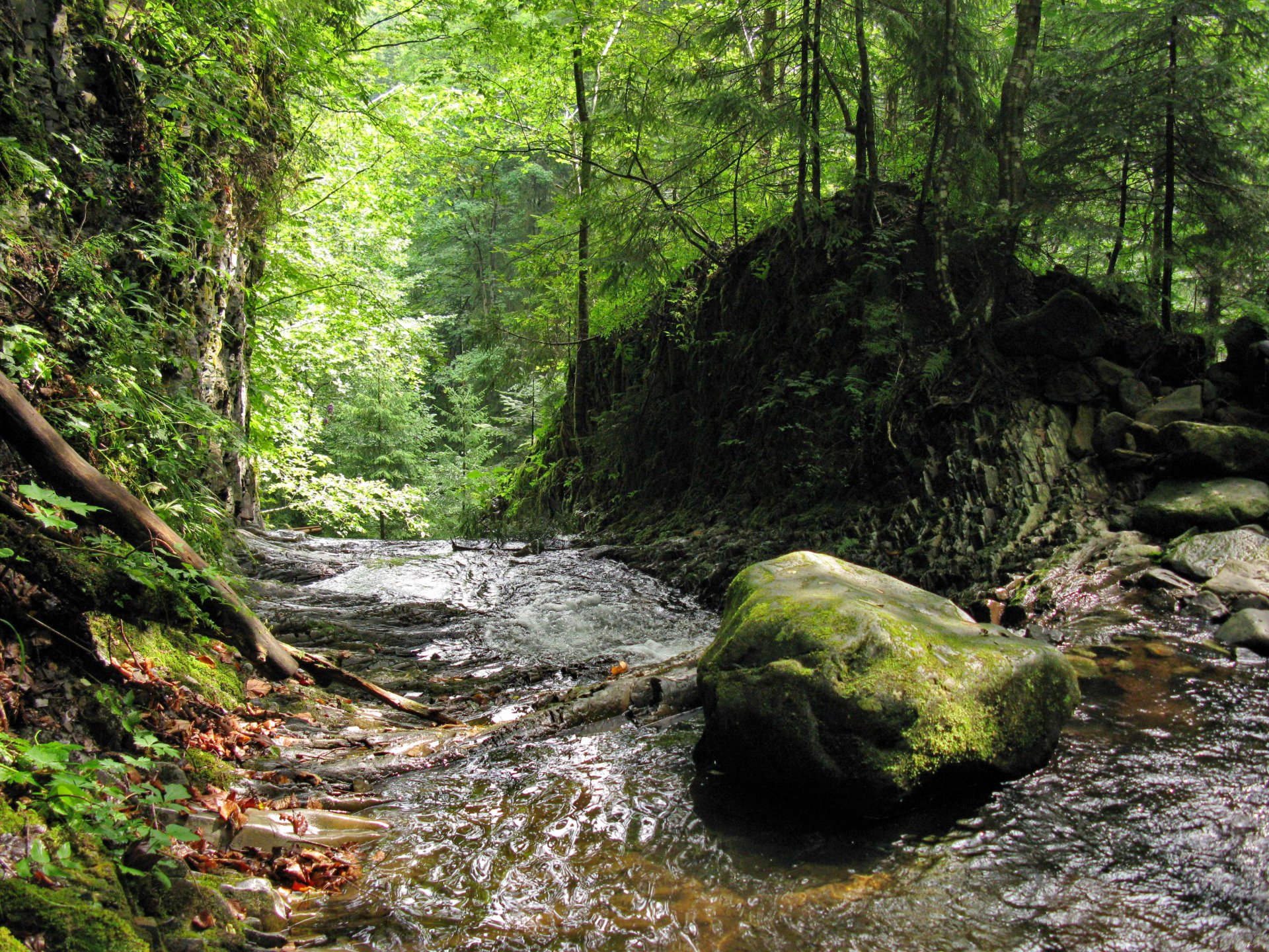 forest creek stone moss summer