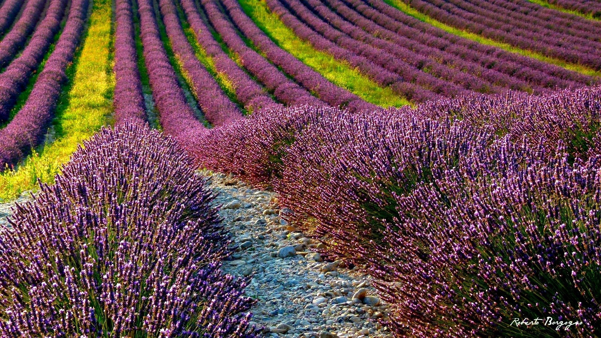 ummer the field lavender