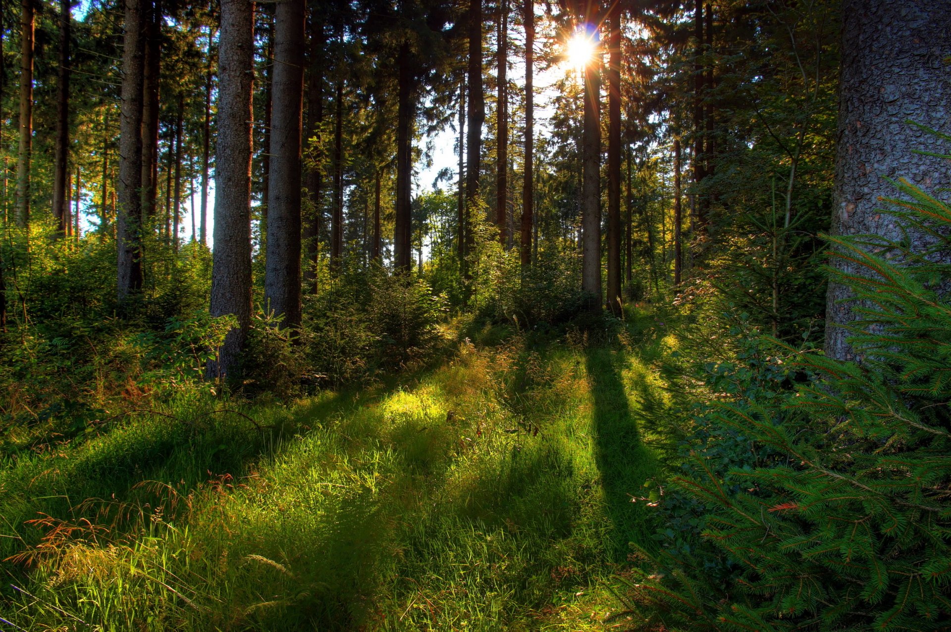 bosque árboles hierba sol naturaleza