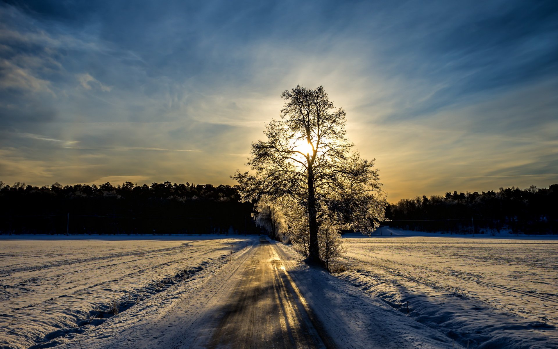 morgen winter straße baum