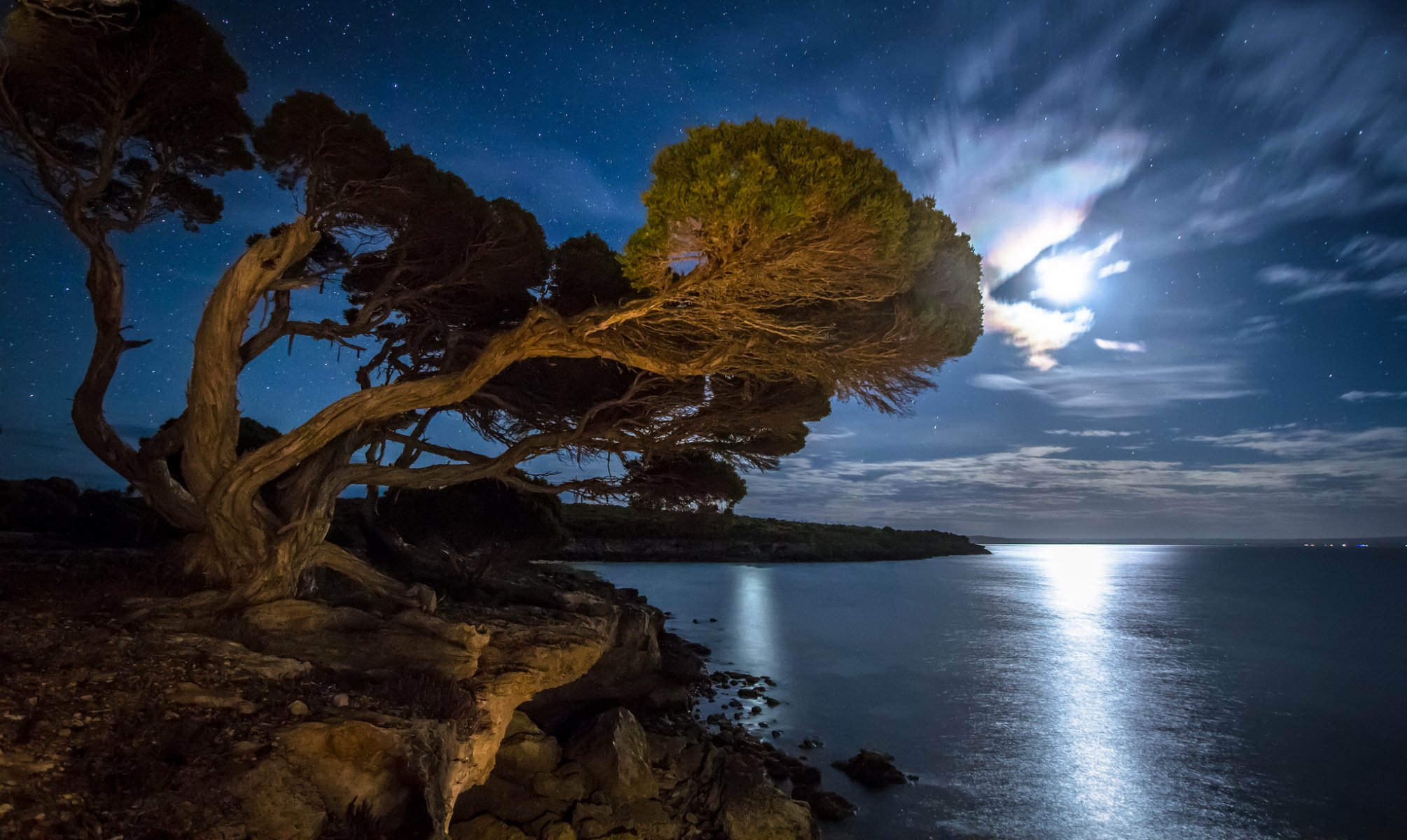 bahía playa árbol noche estrellas luz de la luna