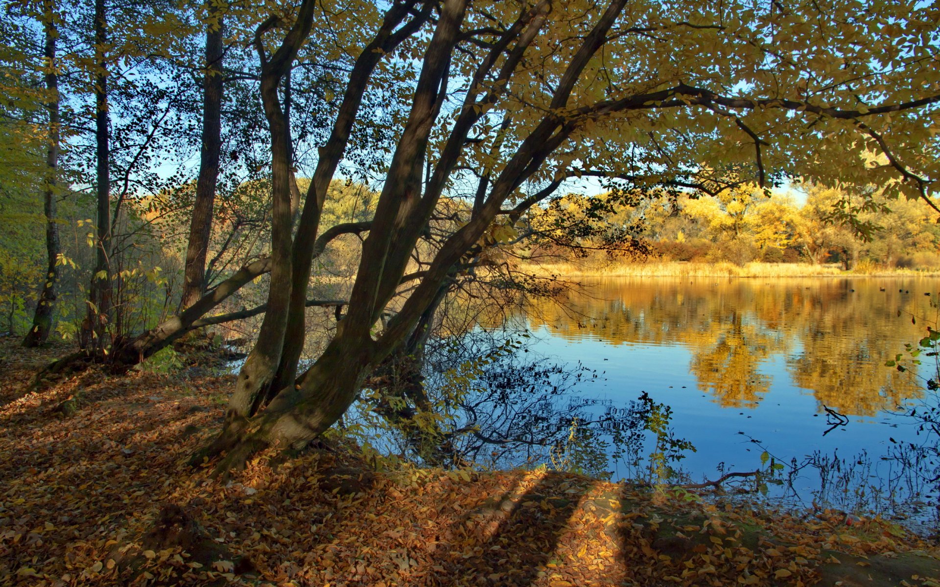 río árboles naturaleza paisaje