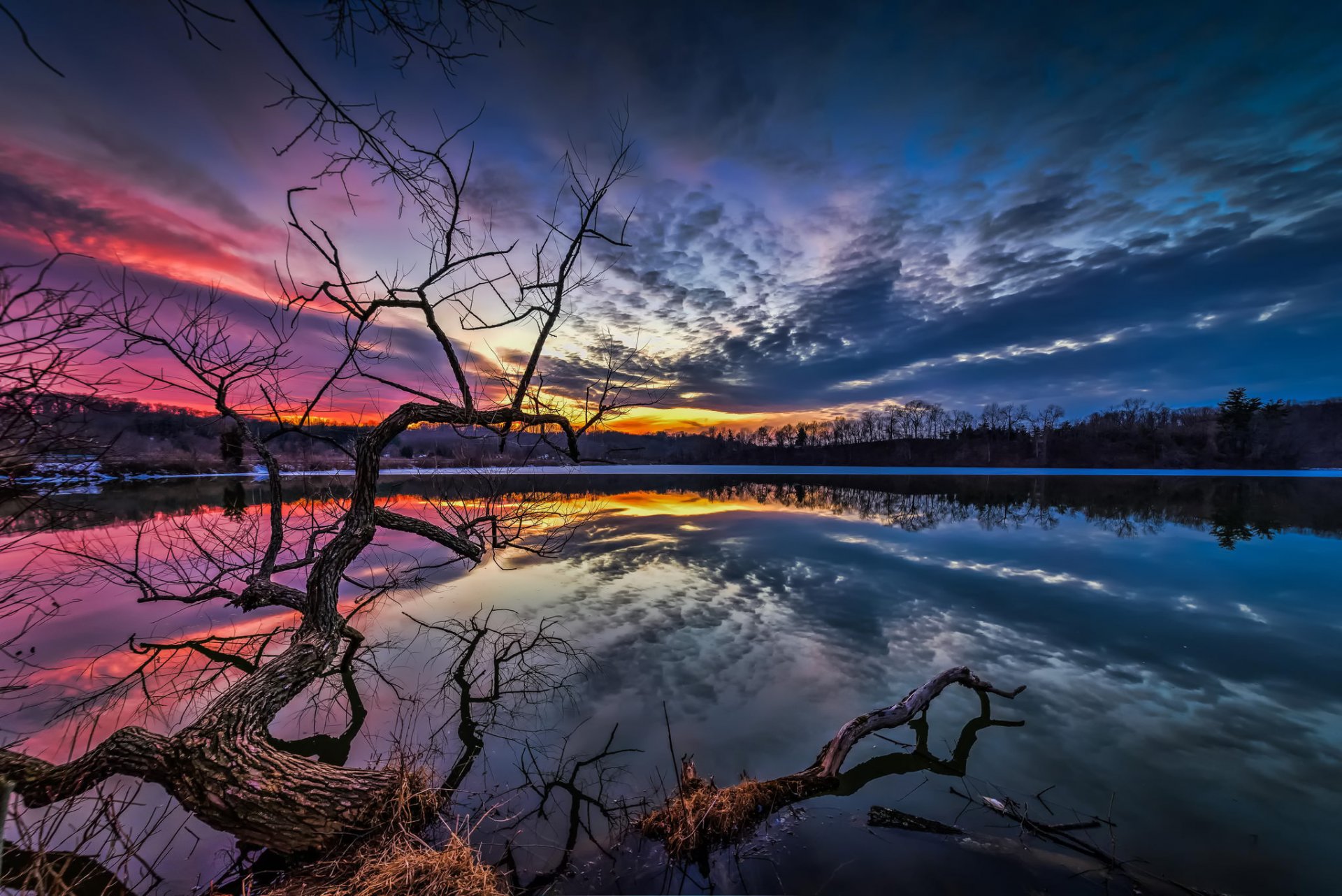 lago acqua albero rami sera tramonto nuvole cielo natura paesaggio