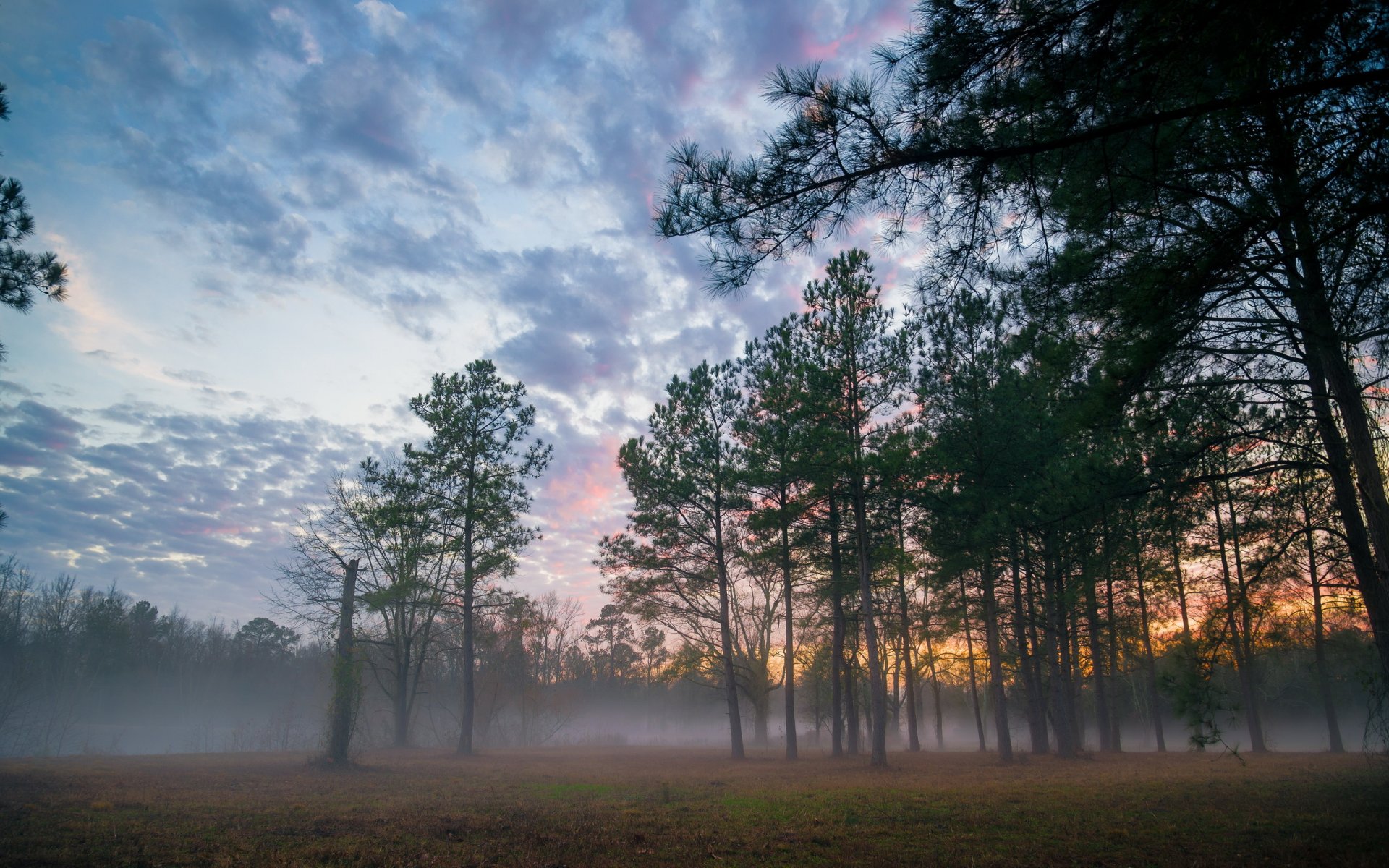 sonnenuntergang wald nebel landschaft