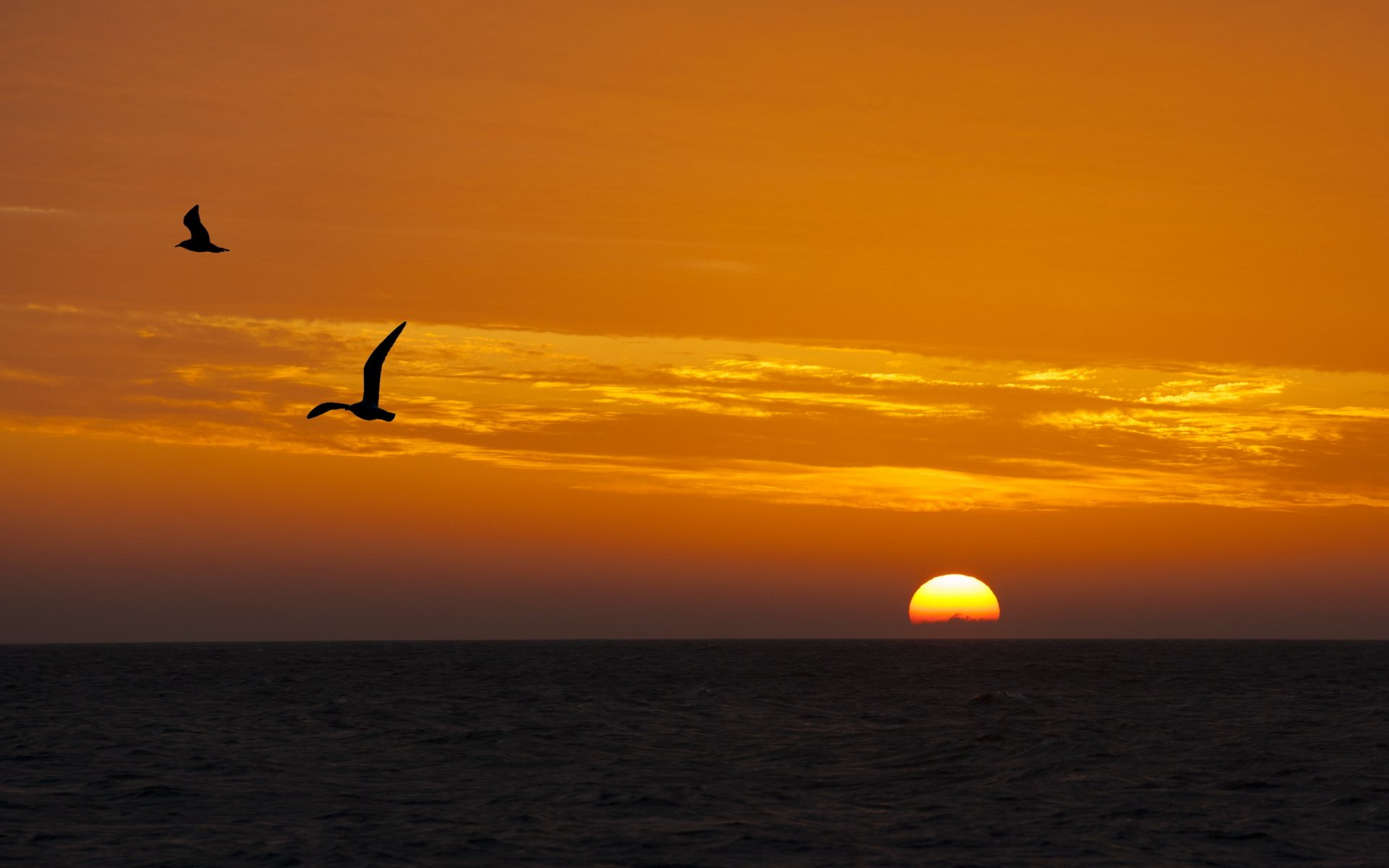 sonnenuntergang meer vögel landschaft