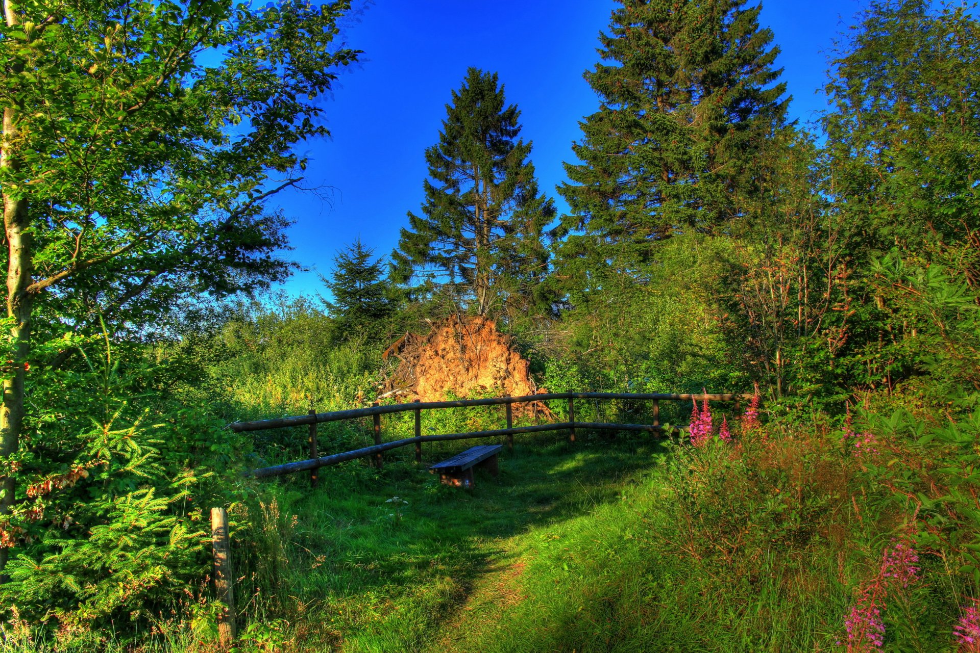 paysage allemagne été hesse nature