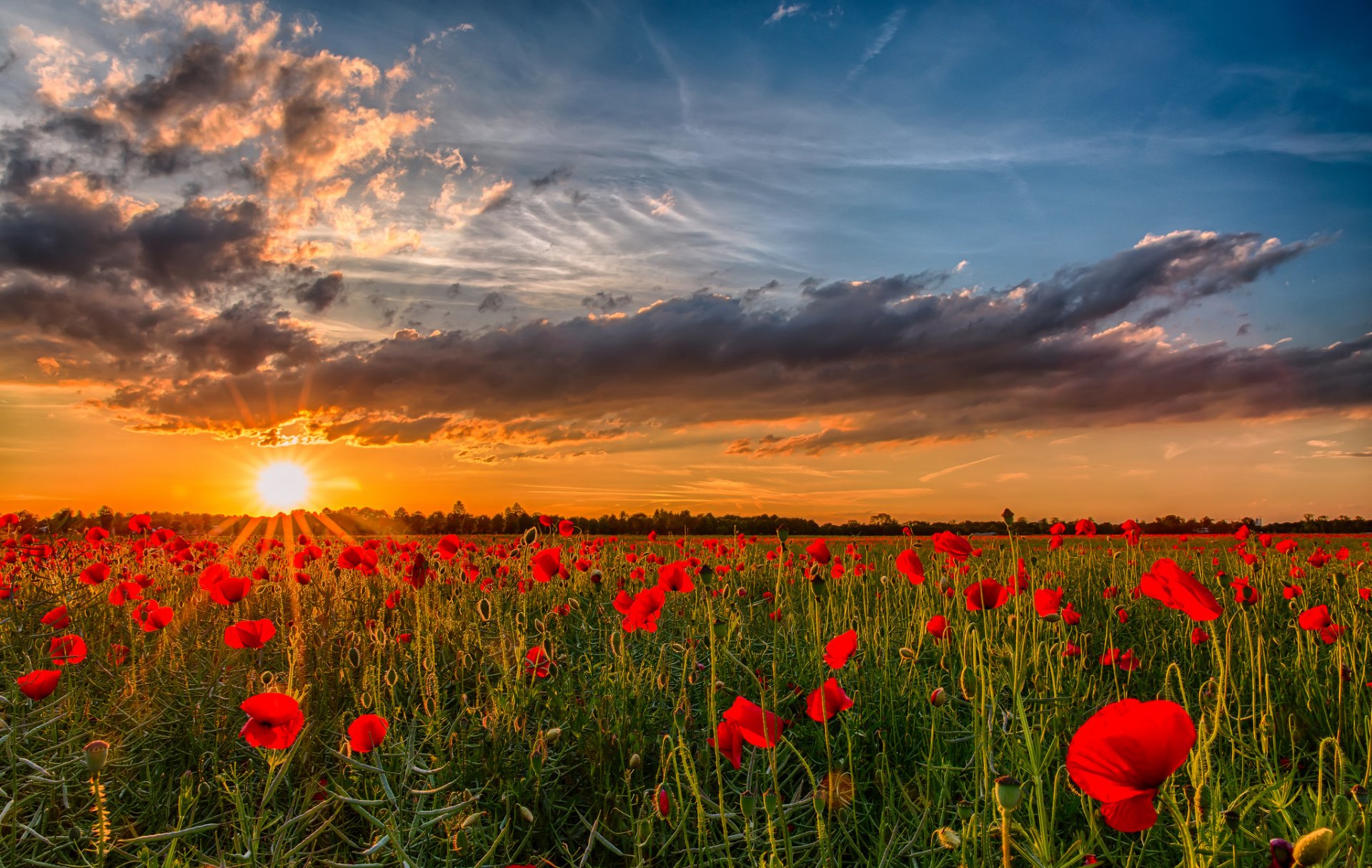 amanecer puesta del sol amapolas campo sol naturaleza flores foto paisaje cielo