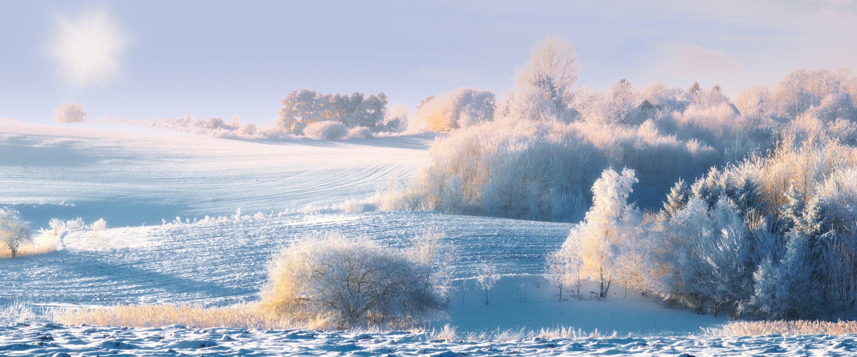 arbres buissons collines neige hiver