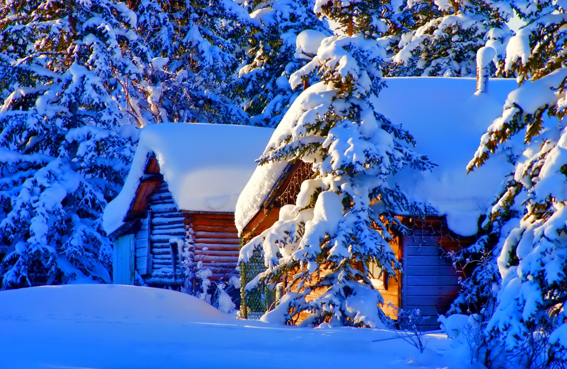 winter house snow spruce nature photo