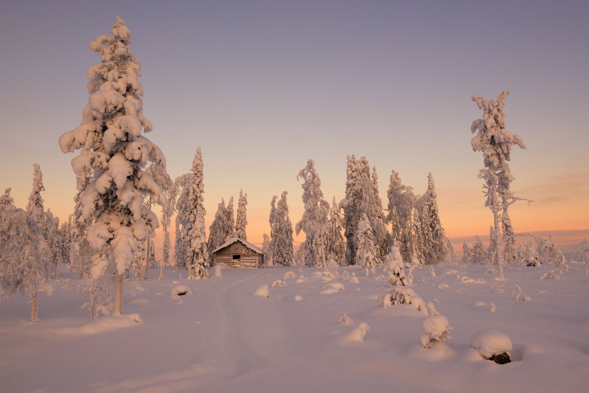 bäume tannen hütte schnee winter