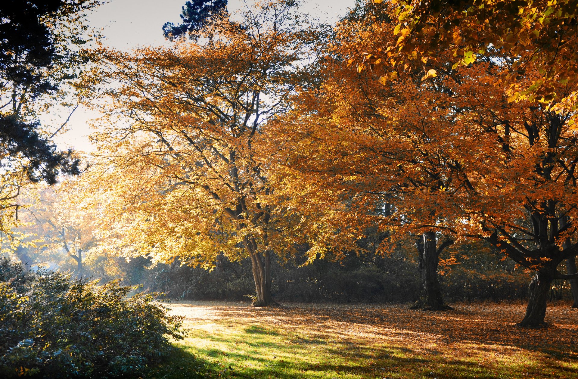 automne parc arbres feuilles jaune