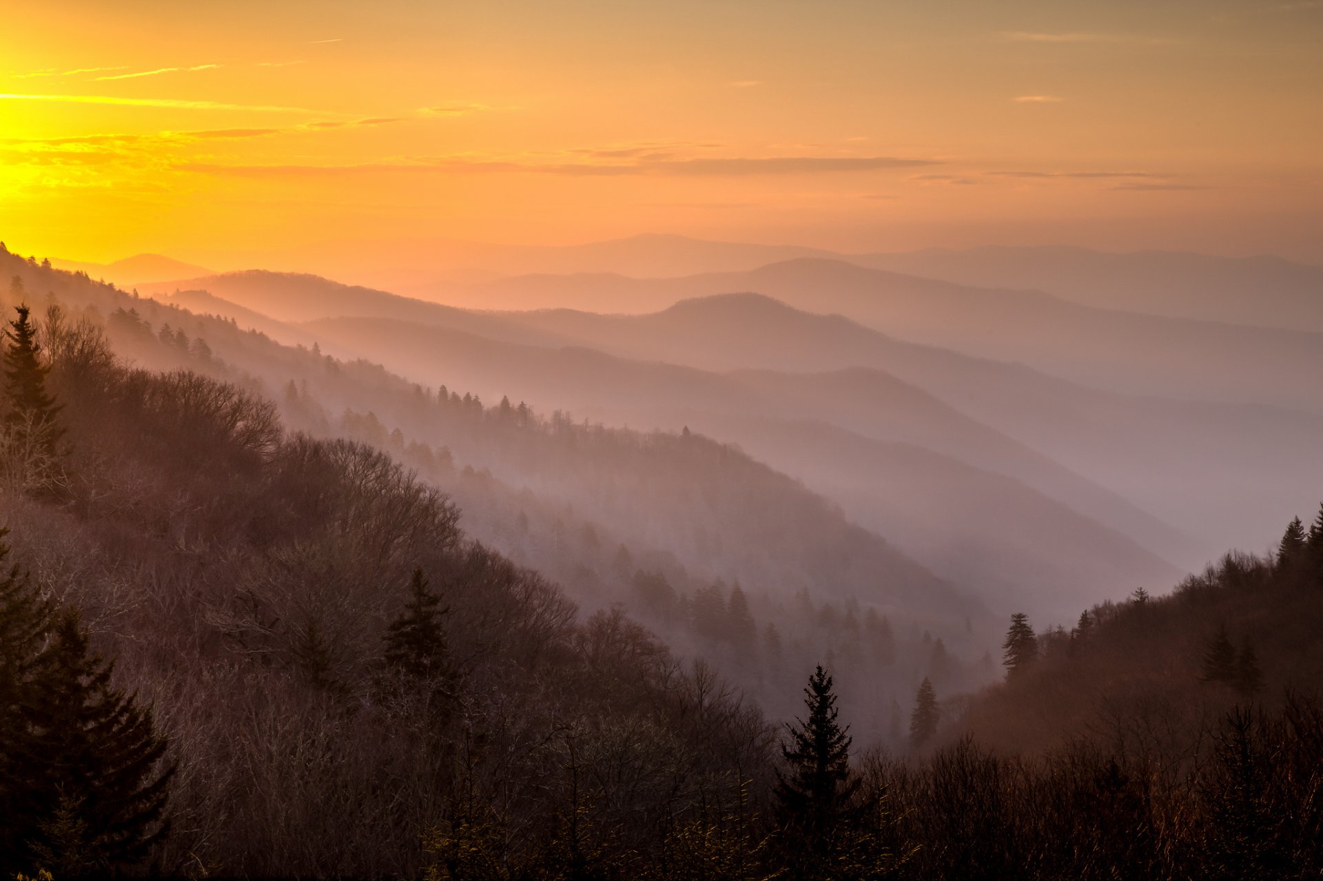 matin montagnes brouillard forêt