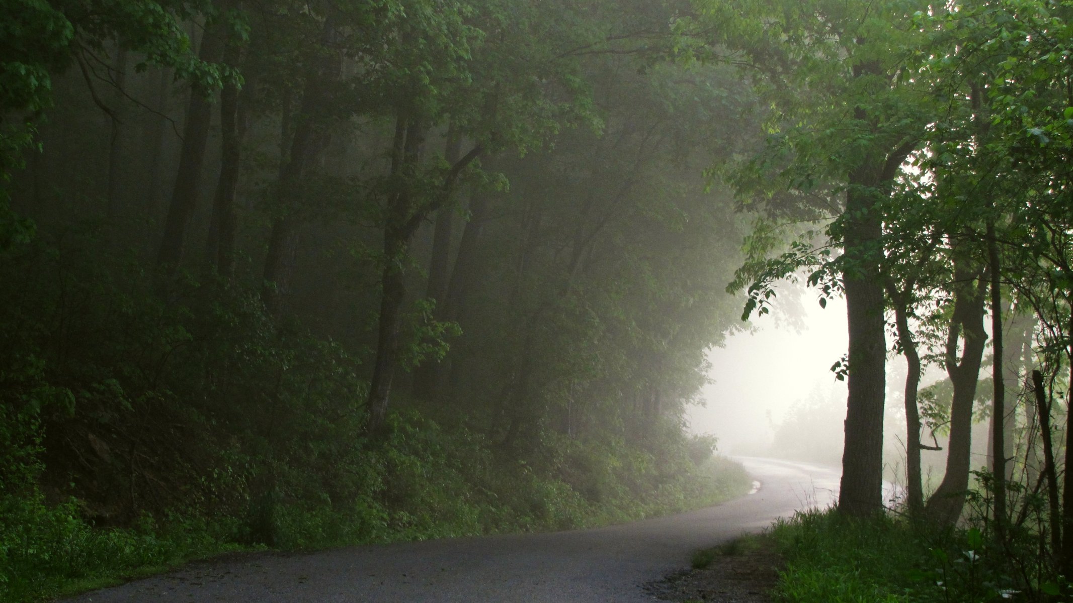 foresta nebbia strada percorso verso la luce