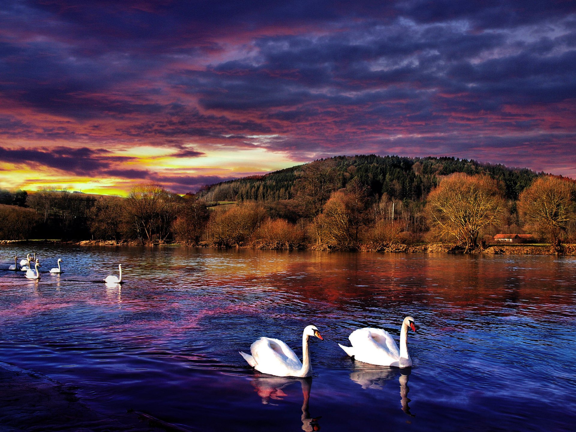 landscape sunset river reflection swans white tree house