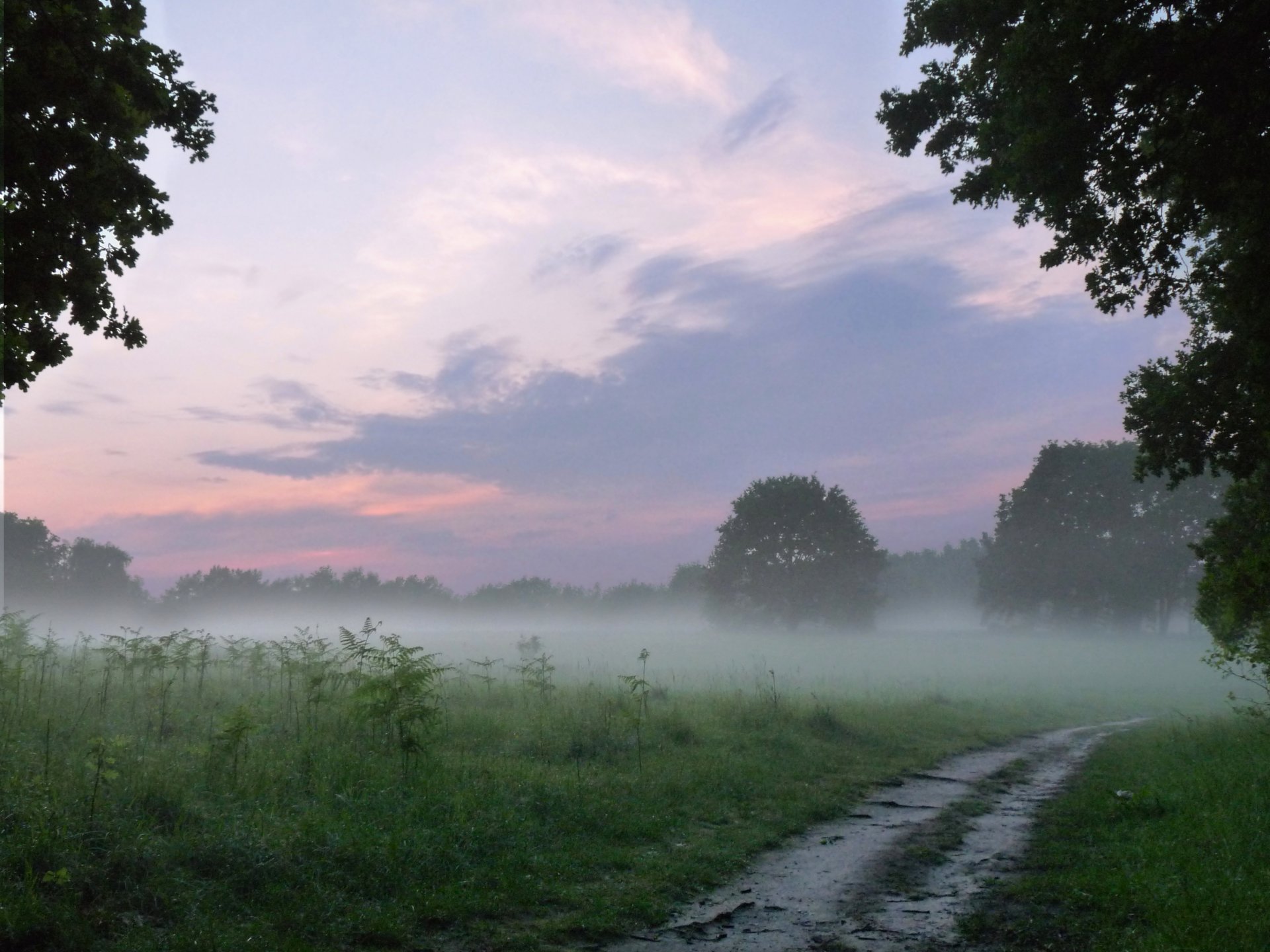 the field forest road landscape nature