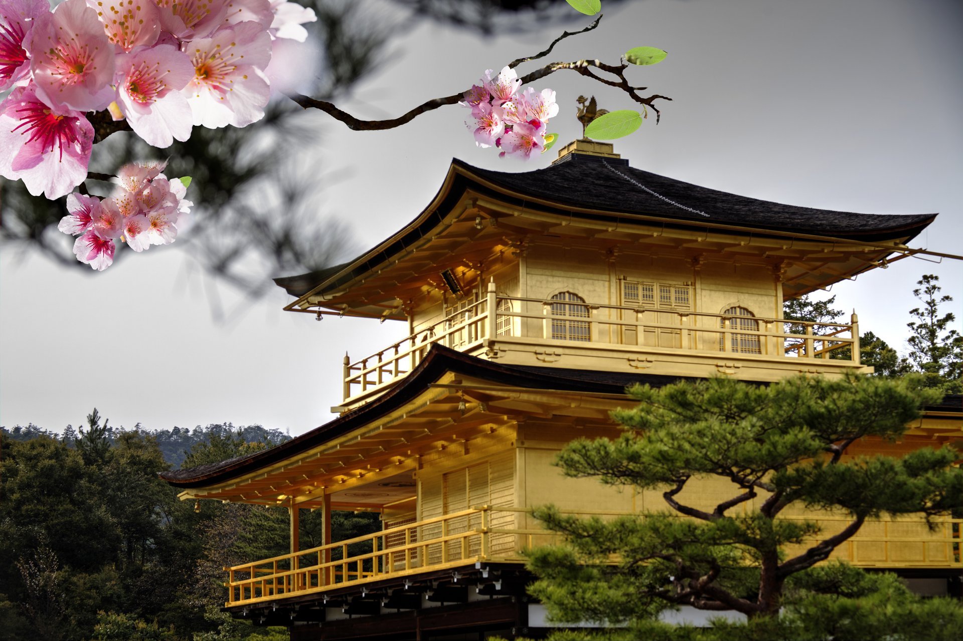 japan sakura kirsche blumen rosa zweig blüte dach baum