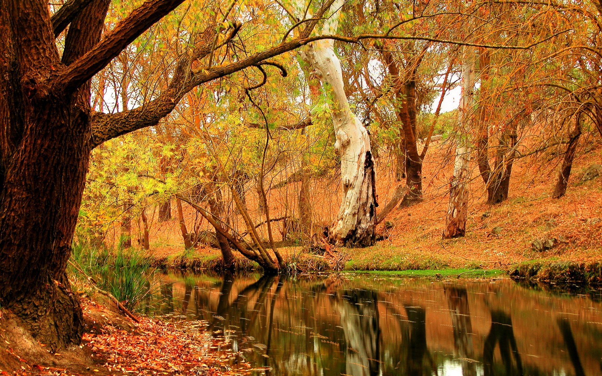 wald herbst fluss laub bäume natur