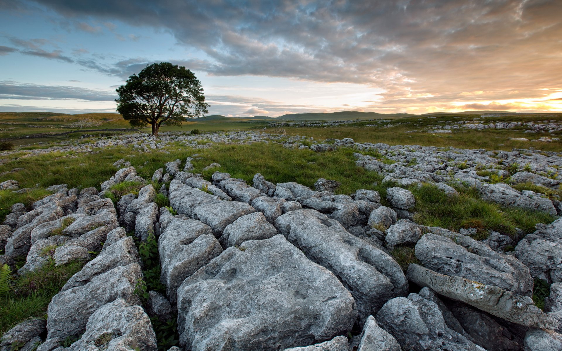 the field stones tree sunset landscape