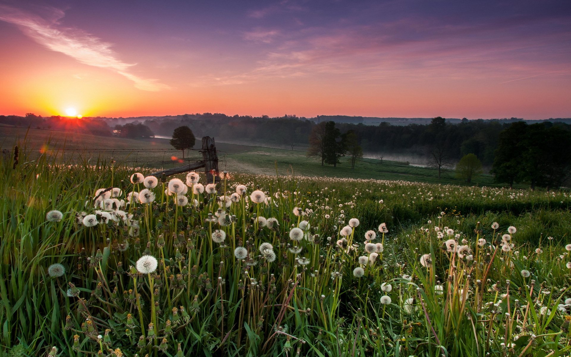 unset the field dandelions landscape