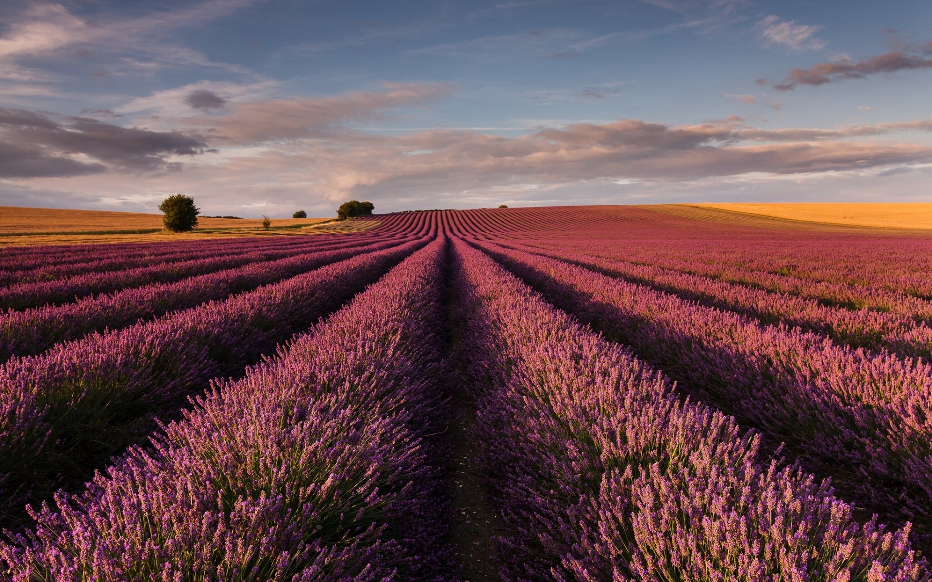 england lavender the field